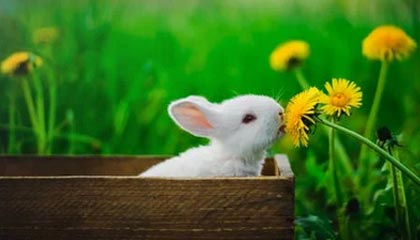 某网红茶室价格虚高,茶品普通